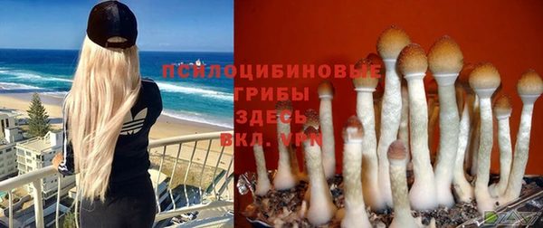 PSILOCYBIN Алексеевка